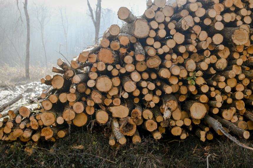 Différentes coupes de bois