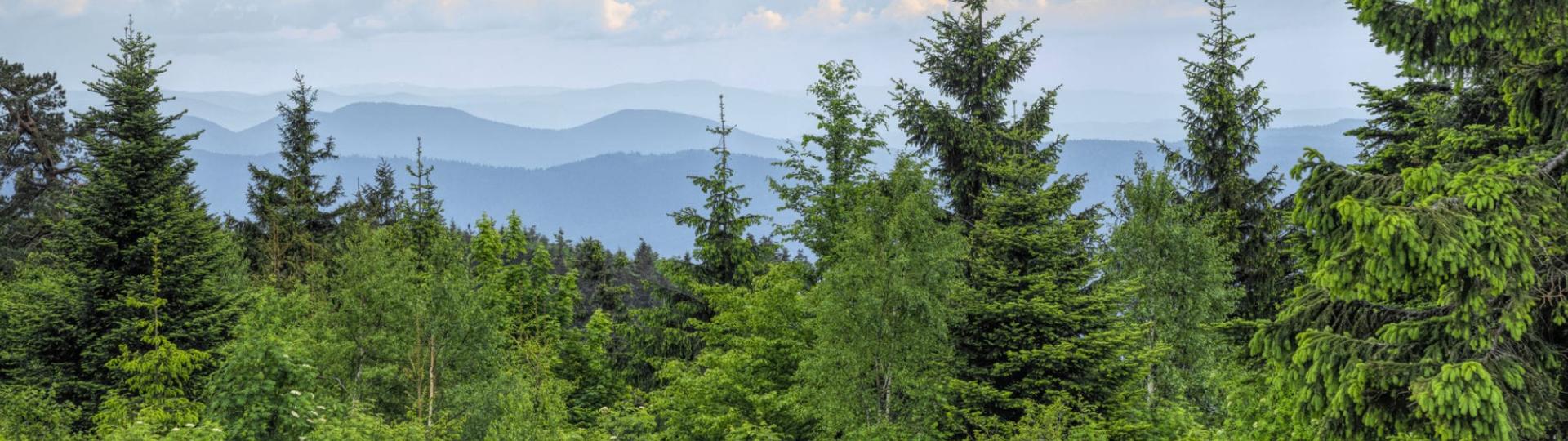 Forêt